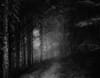 path through dark forest