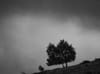 photo of tree on hillside and dark clouds
