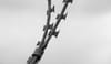 Photo of barbed wire